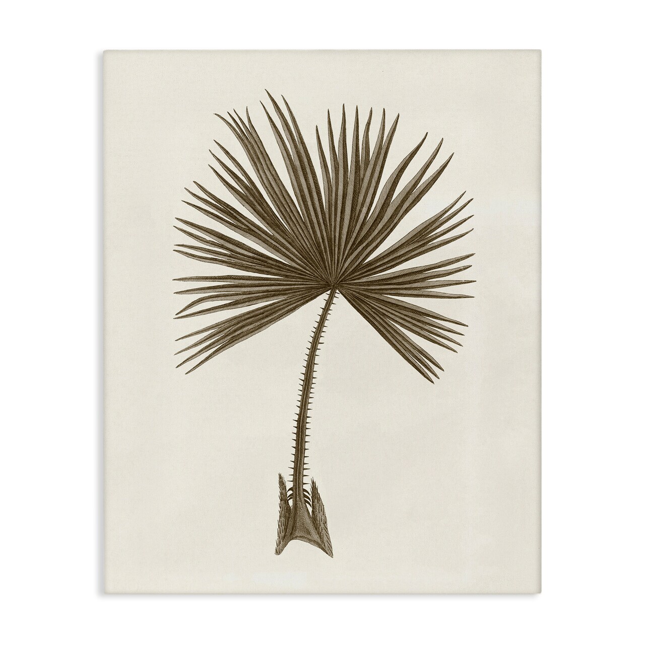 Stupell Industries Vintage Study of Palm Leaf Canvas Design by Phillipa Katz